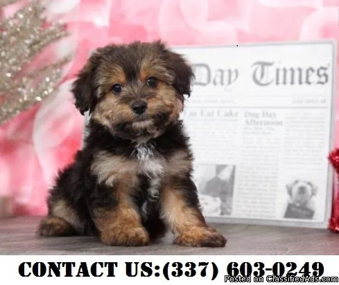 Divine Yorkipoo Puppies for Adoption