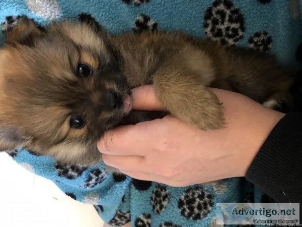 Pomeranian puppies