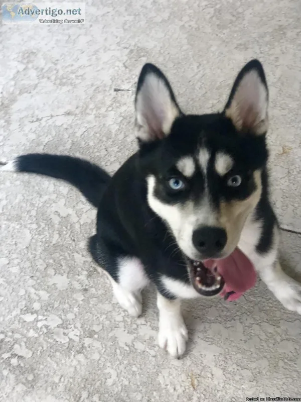 5 mo Siberian Husky Pup