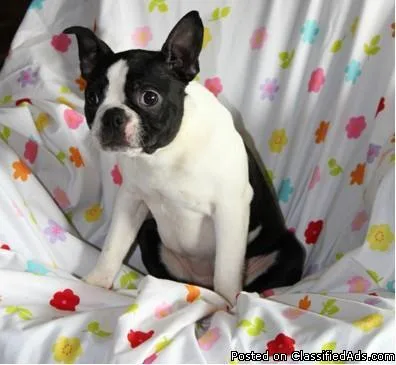 Sara Female Boston Terrier