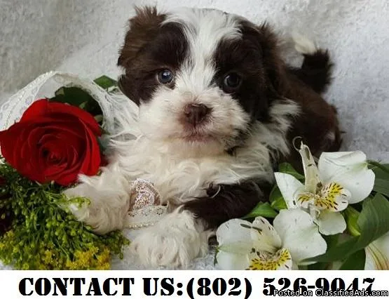 Radiant Shihpoo Puppies for Adoption