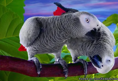 african grey parrots