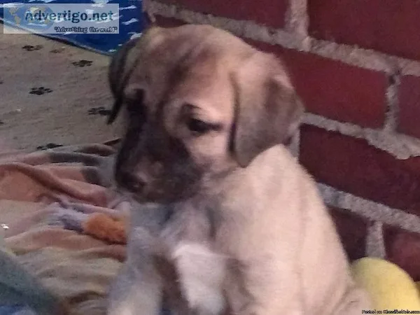 Litter of 10 Kangal Puppies Born January 25th 2019