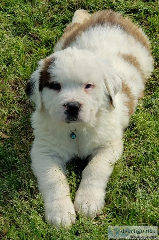 Saint Bernard Pup Boy