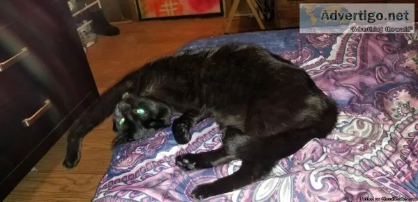 Black cat - free