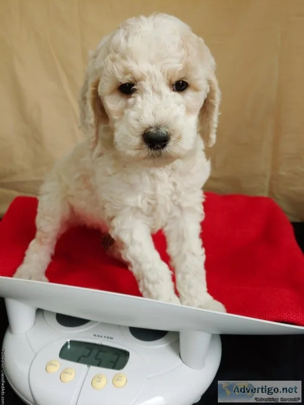 Standard Poodle Baby Girl &quotTeagan&quot