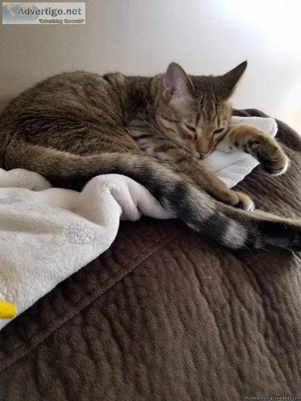 cat kitten declawed neutered house and litter box included