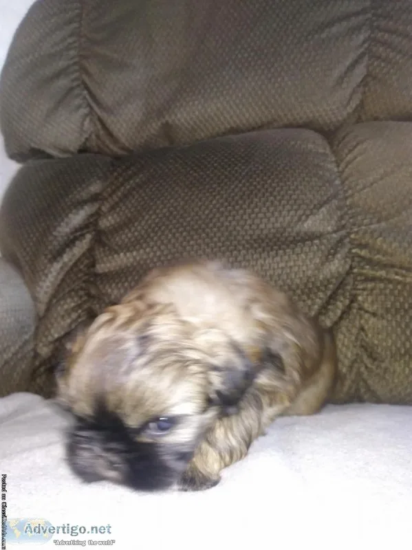 AKC Shih Tzu puppies
