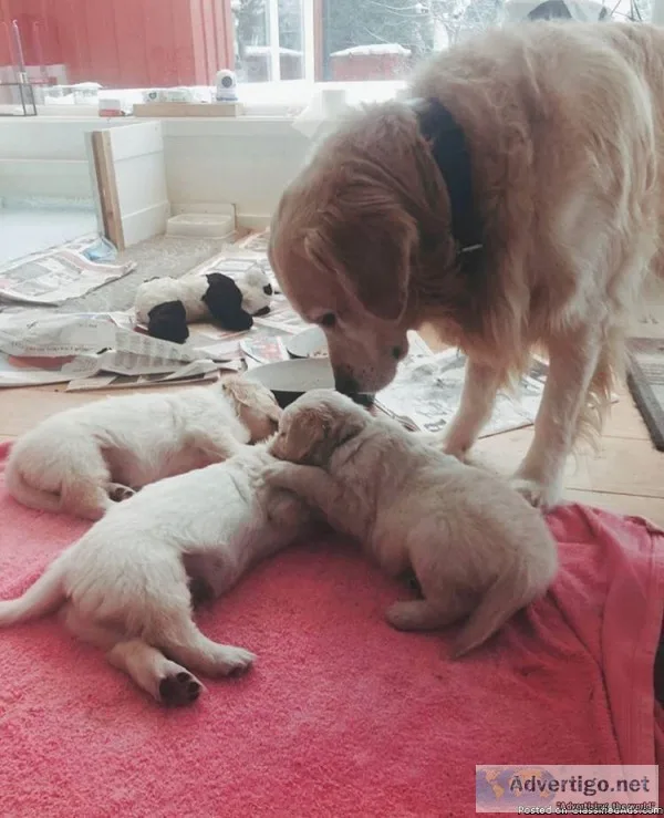 purebred golden retriever puppies