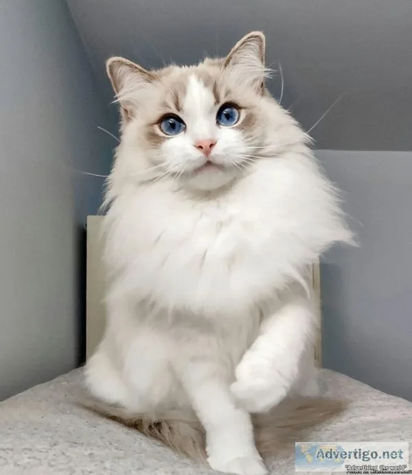ADORABLE RAGDOLL KITTEN