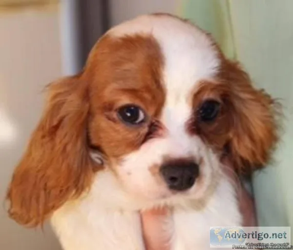 Luna Female ACA Cavalier