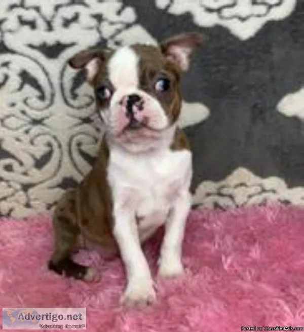 Peaches Female ACA Boston Terrier