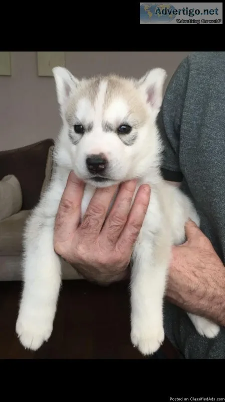 Awesome Siberian Huskies