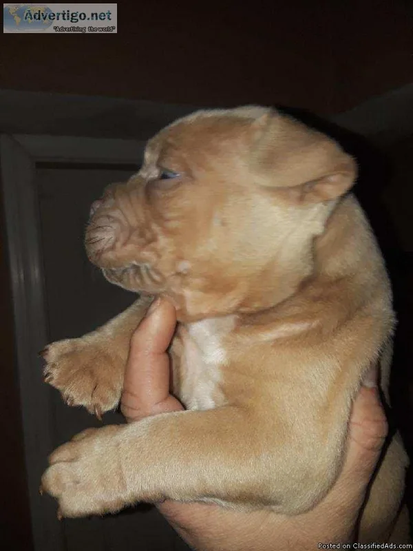 American Bully