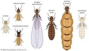 ANTI - TERMITE TREATMENT