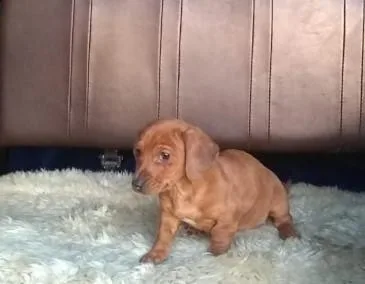 Darling Dachsund Puppies