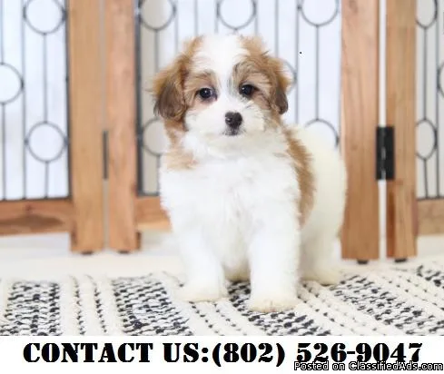 Credible Shihpoo Puppies for Adoption