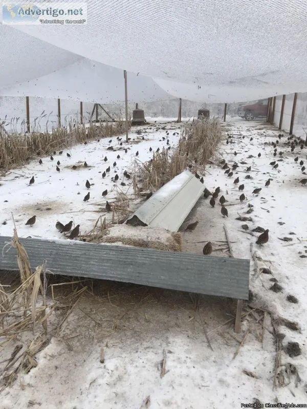 Quail - Beemer NE