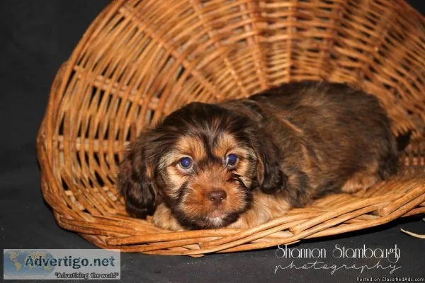 Aiden Male Schweenie