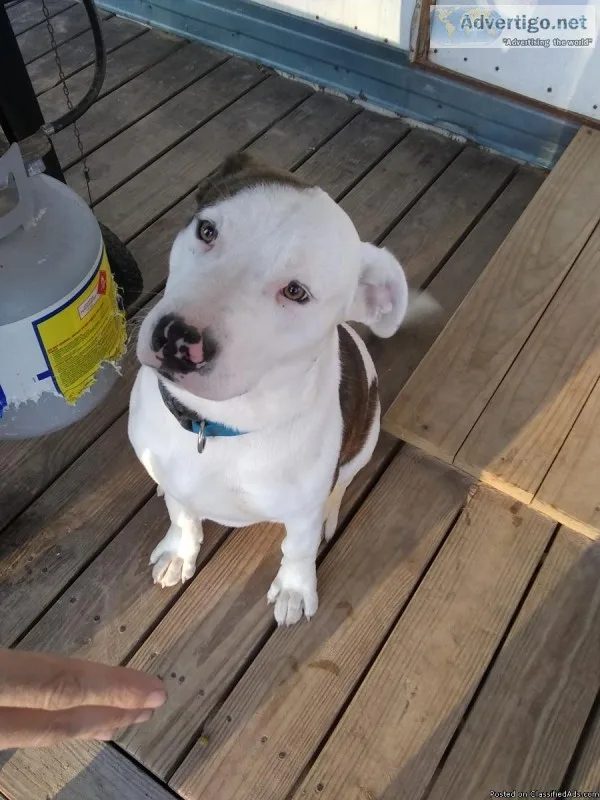 Dog needing good home