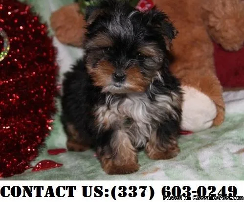 Brave Yorkshire terrier Puppies for Adoption