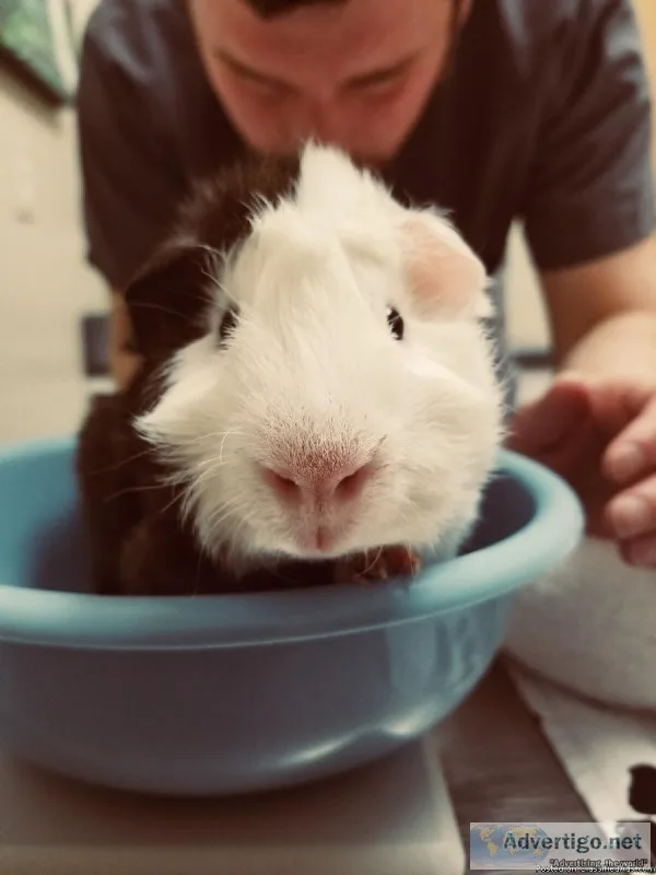 2 male guinea pigs