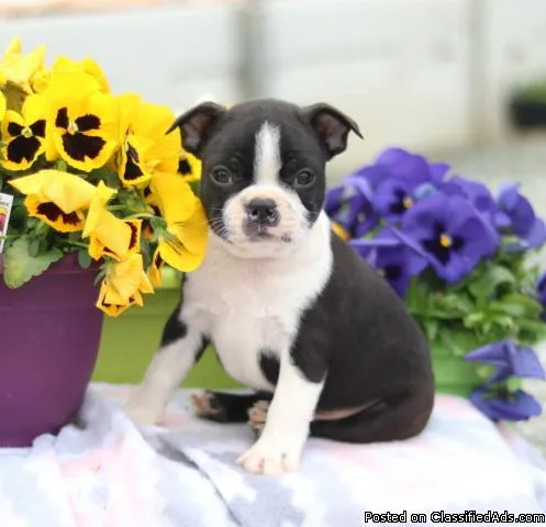 Boston Terrier puppies.