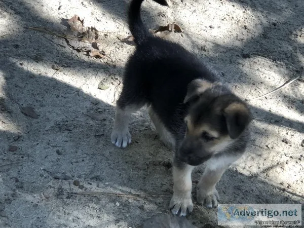 German Shepherd pups