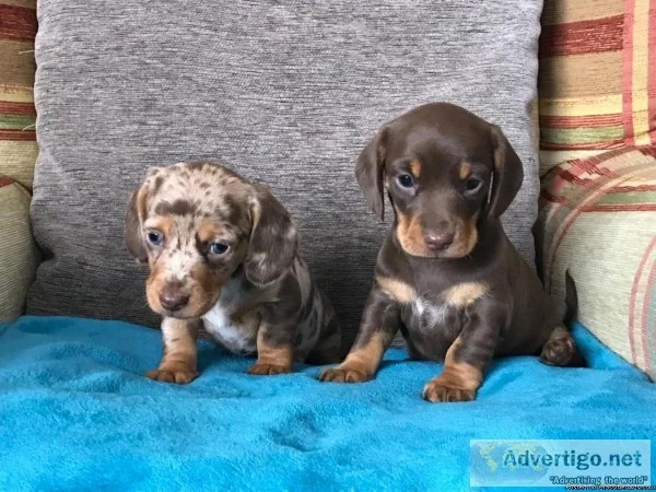 Beautiful Long Haired Miniature Dachshund