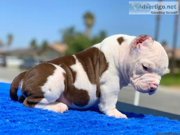 Exotic bully puppy
