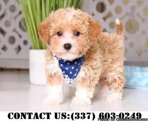 Delightful Yorkipoo Puppies for Adoption