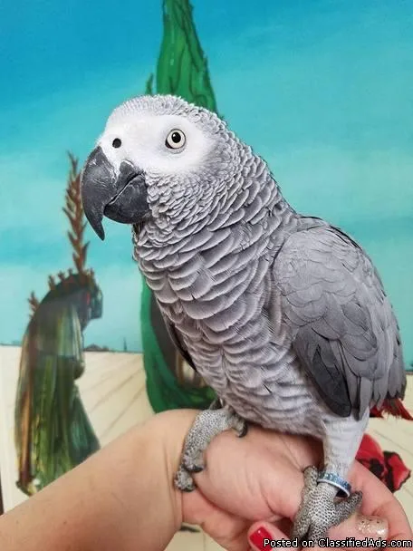 Congo African Grey female breeder