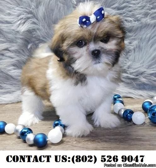 Bright Shih Tzu Puppies for Adoption
