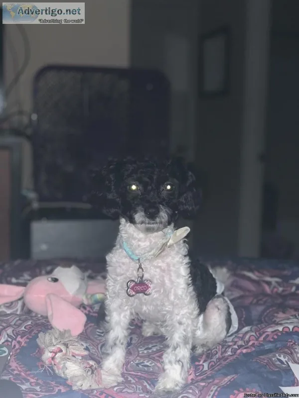 CKC Toy PoodleShihtzu