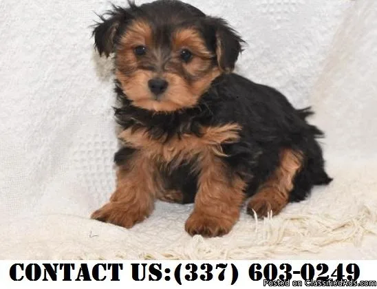 Dainty Yorkipoo Puppies for Adoption