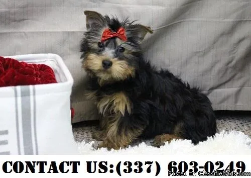 Credible Yorkshire terrier Puppies for Adoption
