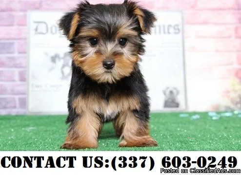 Cute Yorkshire terrier Puppies for Adoption