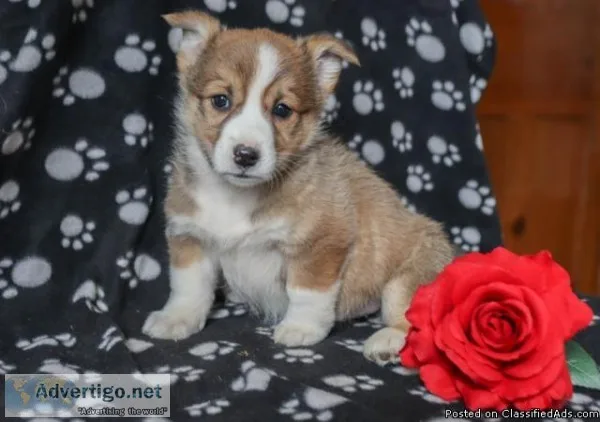 Cheerful LOVELY Welsh Corgi Puppies
