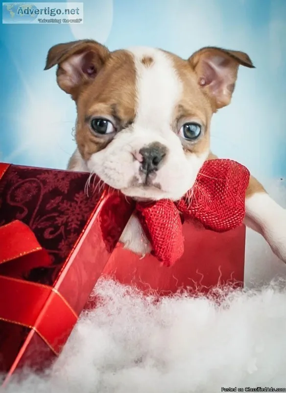 Bella Female Boston Terrier ACA 1200