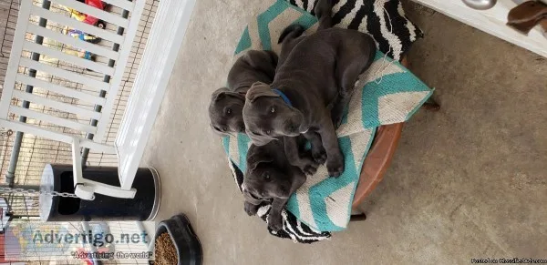 Mastiff Puppies