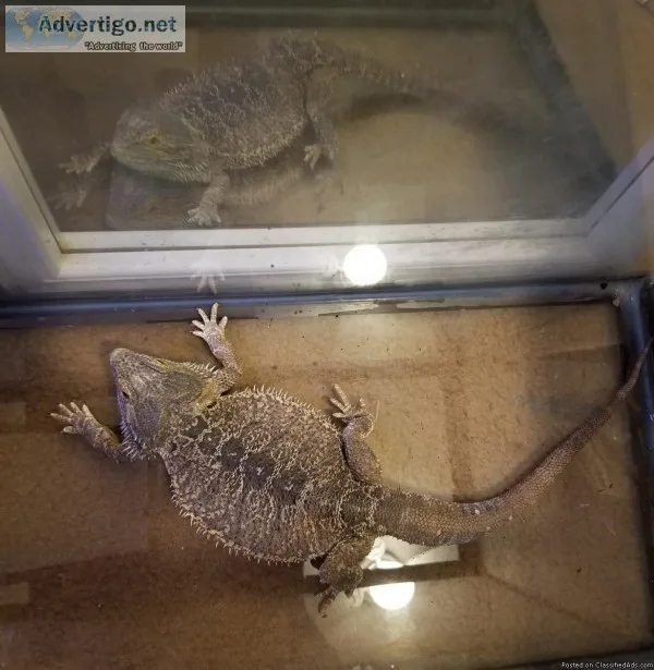 Large Adult Male Bearded Dragon