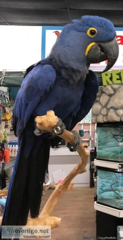Super tamed Hyacinth Macaw 18months