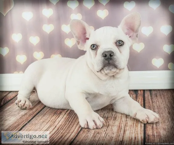 Duke Male Frenchton