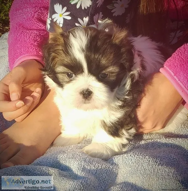 Male Shih Tzu Puppy (Ace)