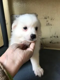 Sassy Female American Eskimo