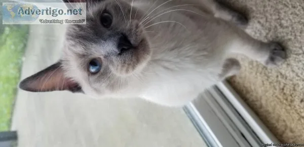 Loving cuddly cat for free