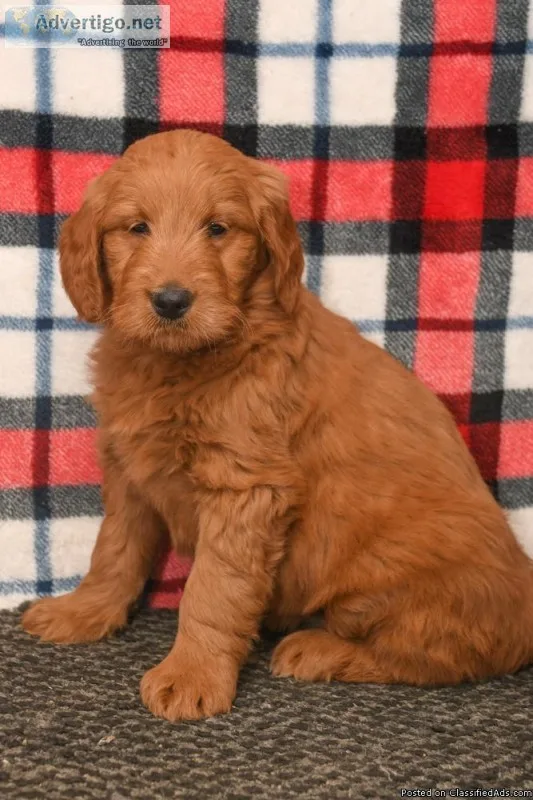 Erin Female AKC Goldendoodle