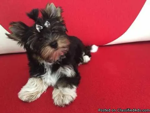 Beautiful Registered Yorkies