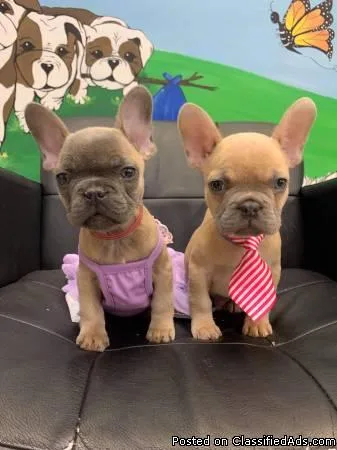 French Bulldog Puppies