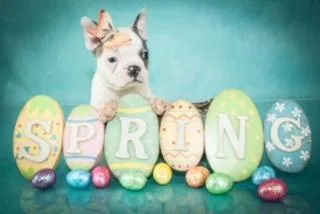 Bud Male Frenchton